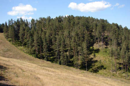 zvonko58 zlatibor 2879646 (1)